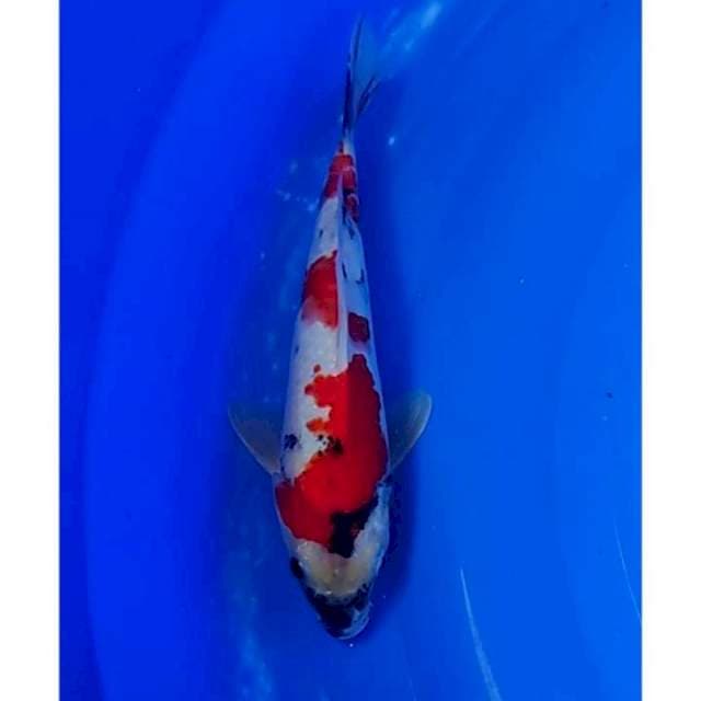 Kindai Showa 3step Original 25cm (M)