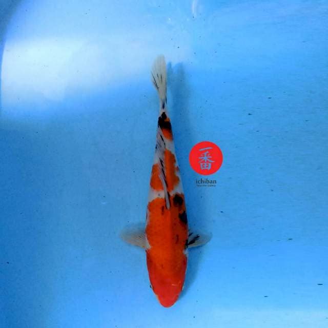 Showa 34 cm