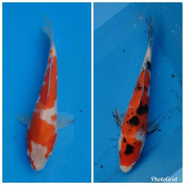 Mix Kohaku - Sanke F1