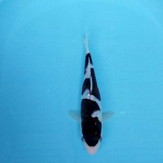 Bodo goromo