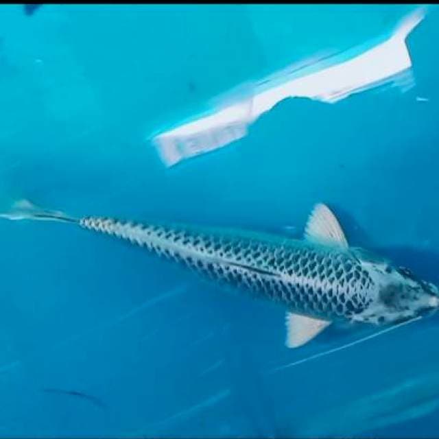 Gin Matsuba 25 cm