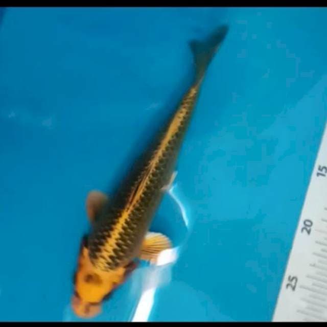 Kin ki matsuba 25 cm