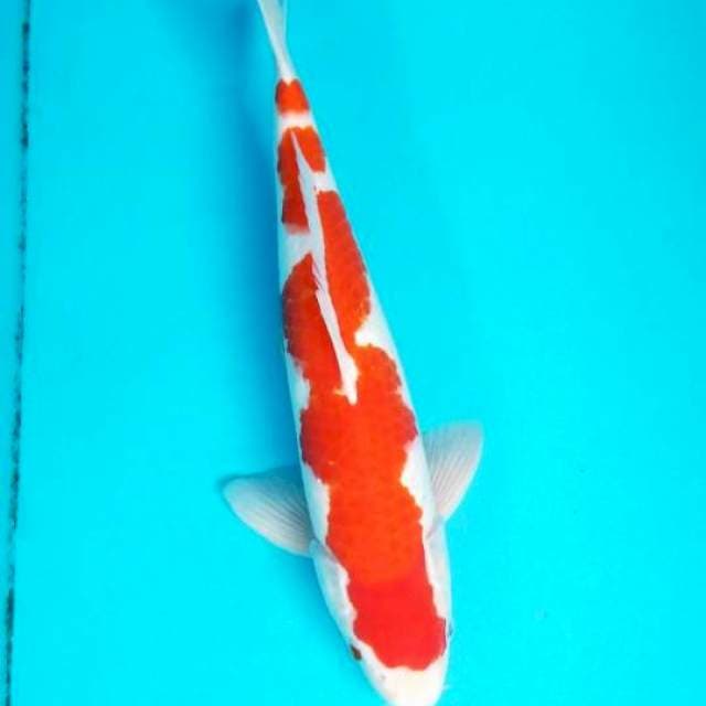 RED KOHAKU INAZUMA 39 CM MALE