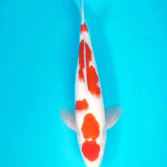 MARUTEN KOHAKU 41 CM MALE