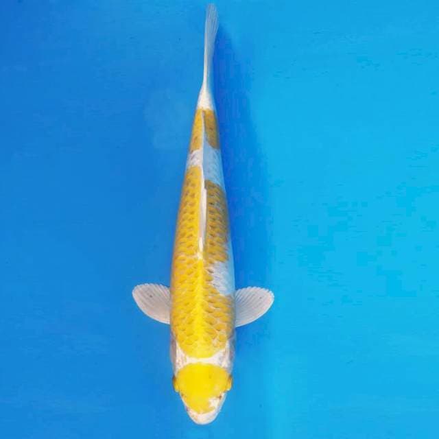 HANA 4 - Maruten Hariwake ®