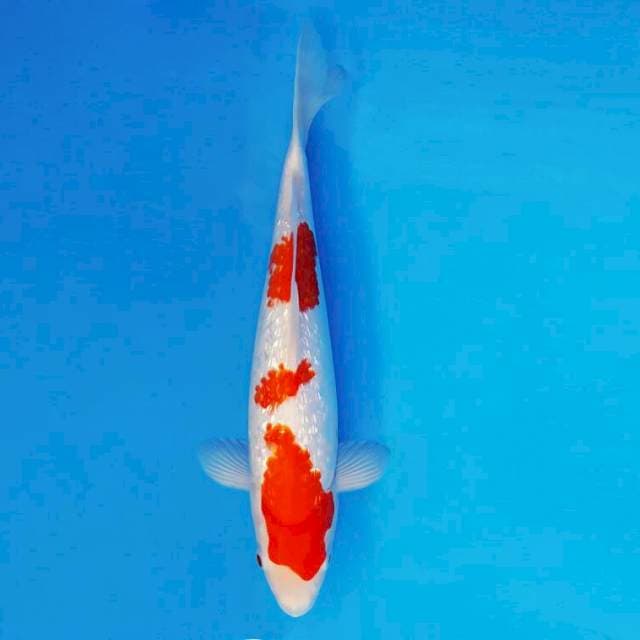 HANA 6 - Kohaku Gin Rin ®