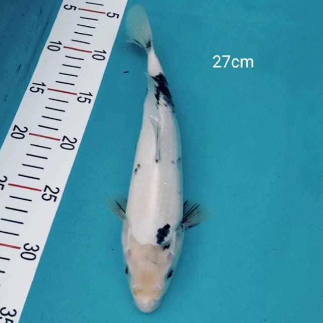 Shiro tategoi 27cm