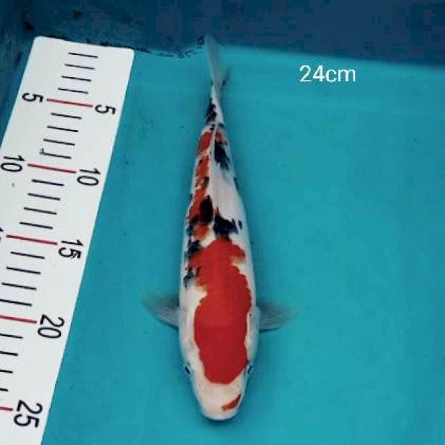 Sanke 24cm