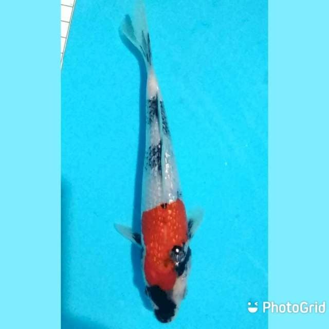 19cm