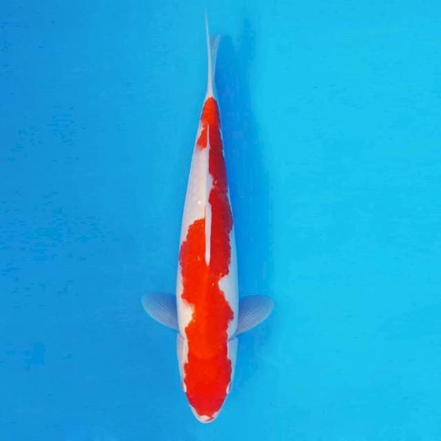 HANA 10 - Inazuma Kohaku ®