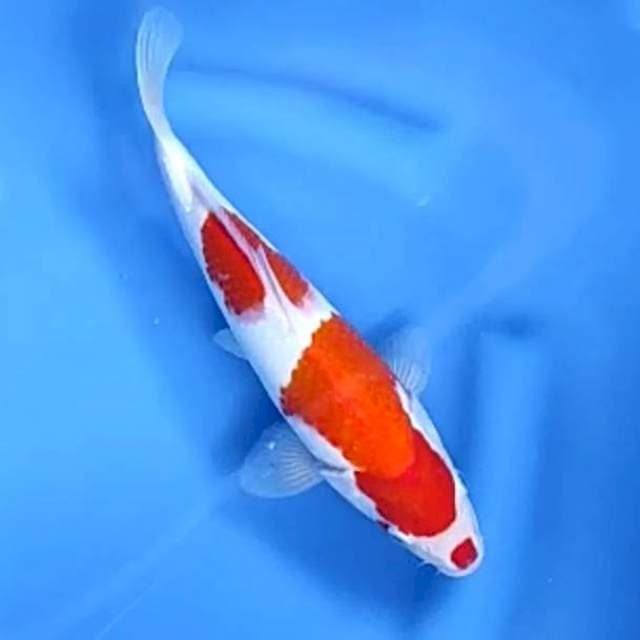 KOHAKU # 28CM