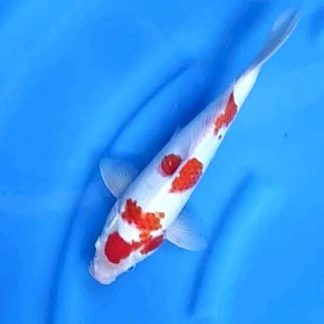 KOHAKU MALE # 31CM