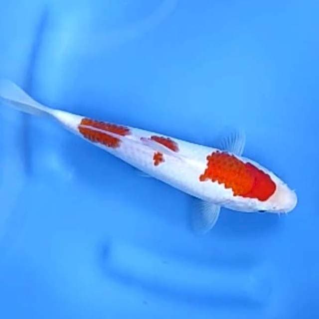 KOHAKU # 27CM