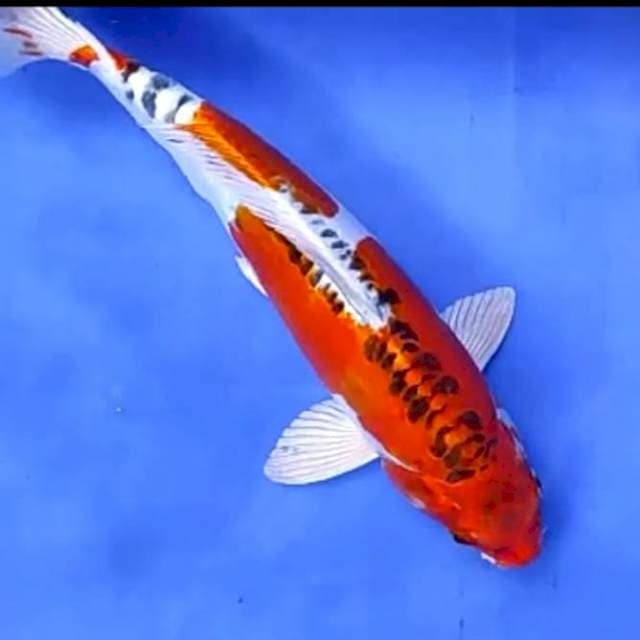 DOITSU KUJAKU JUMBO # 40CM