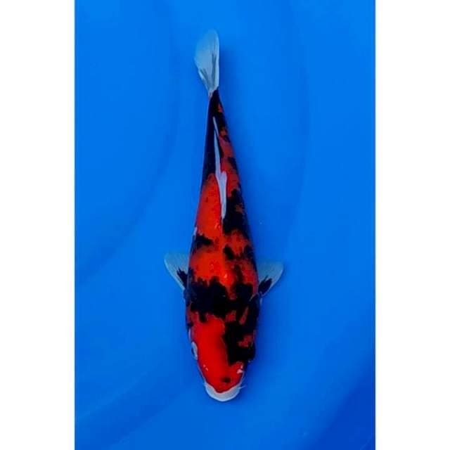 Strong Hi Showa Motogoro 27cm (F)
