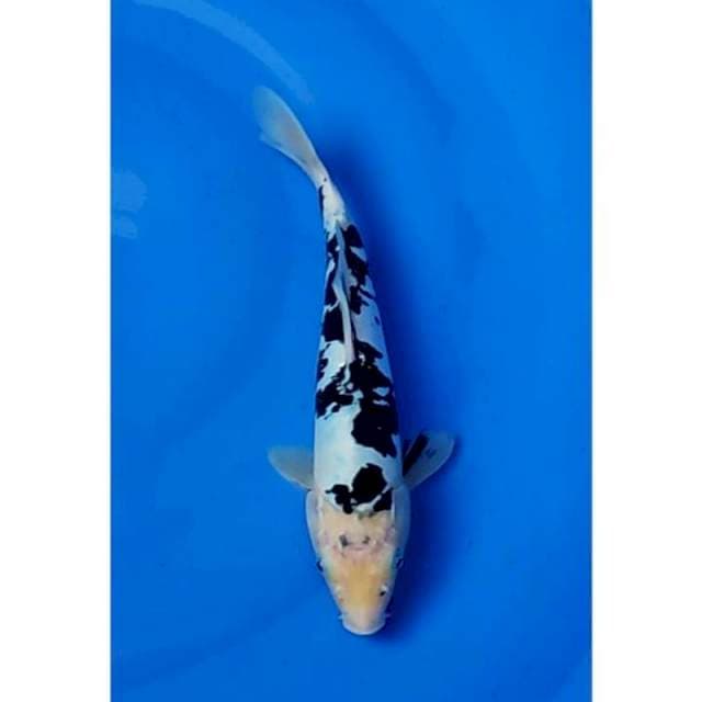 Doitsu Shiro Bekko 27cm (F)