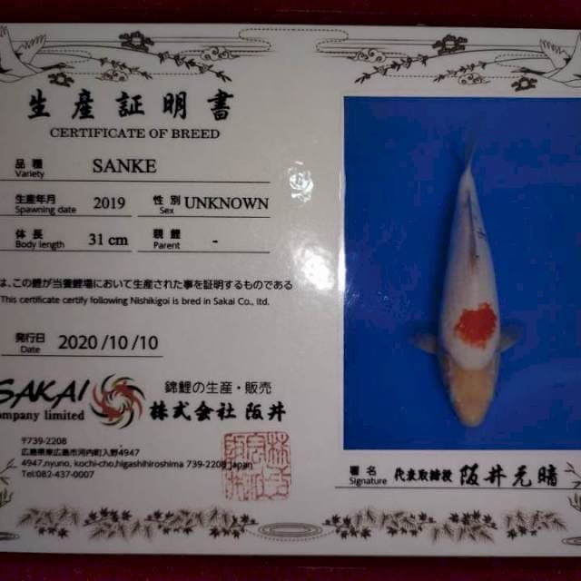 Sanke (Sakai) 34cm. Import Sertifikat