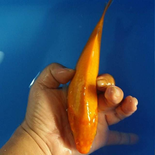 Benigoi 23cm