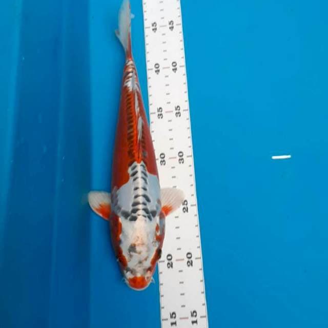 Doitsu kujaku 27cm
