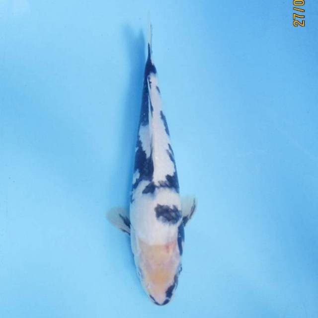 Shiro 27 cm