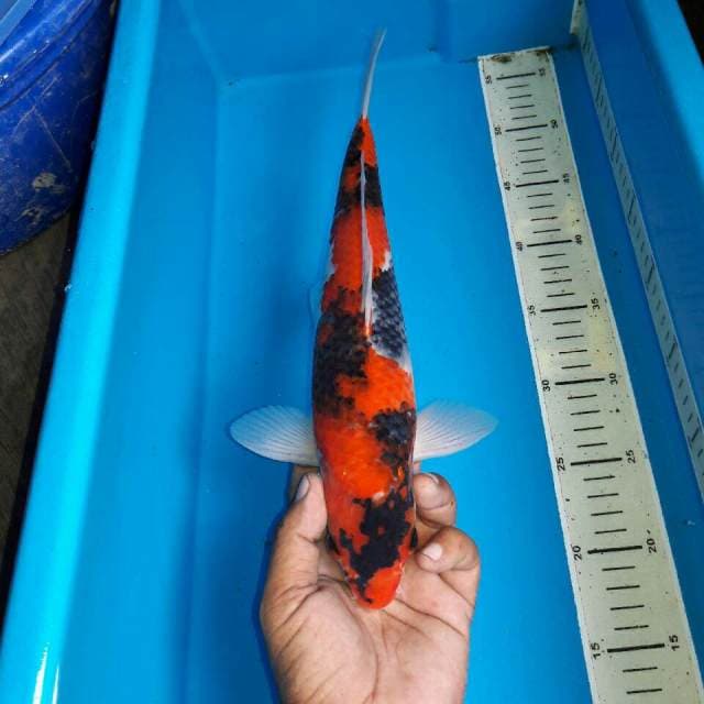 Goromo showa