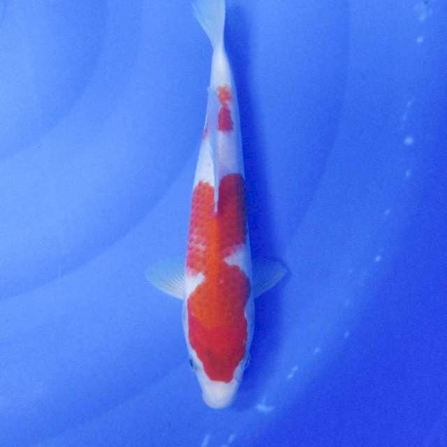 Kohaku 24 cm