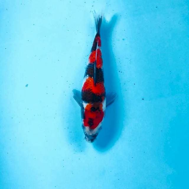 Showa, 17 cm