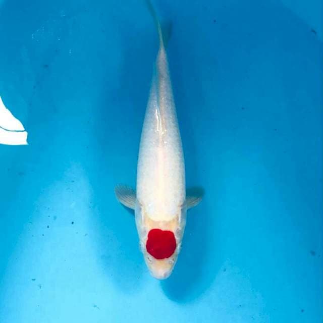 Tancho Kohaku, male 30 cm