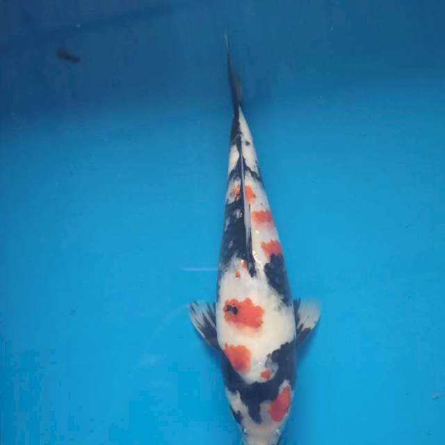 kindai Showa size 30 cm ๐ฅ๐ฅ๐ฅ