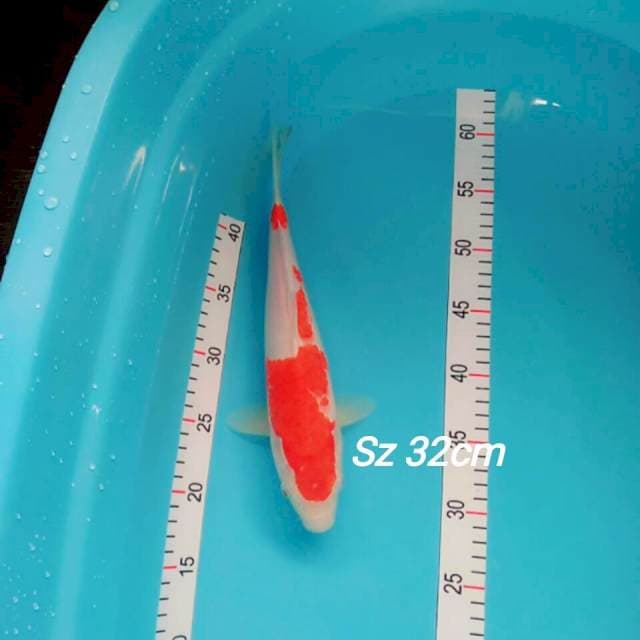 Kohaku ori 32cm