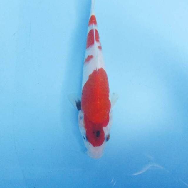 Sanke 22 cm