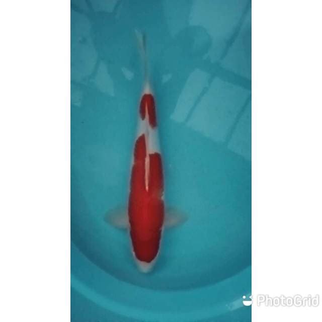 Kohaku sae joos