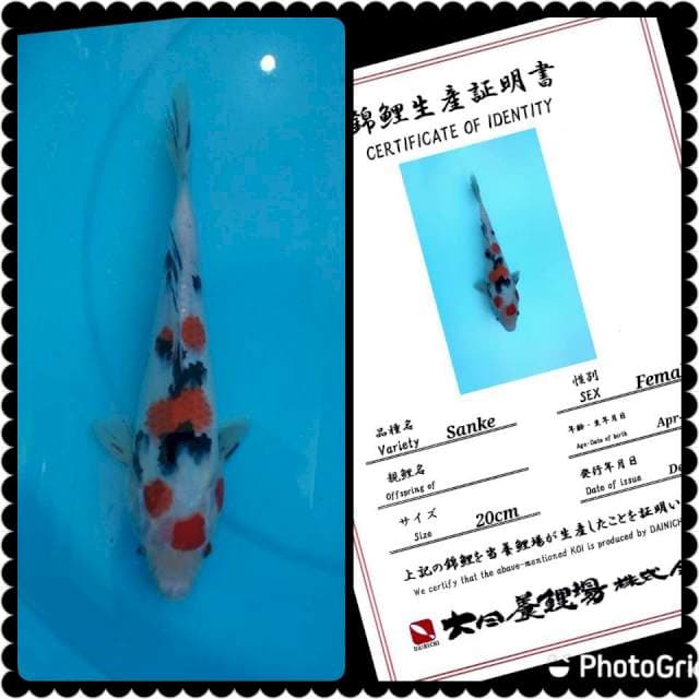 Dainichi Sanke