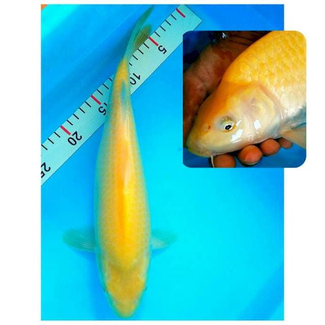 Lemon punuk