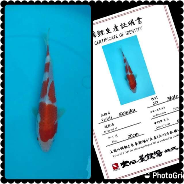 Dainichi Kohaku