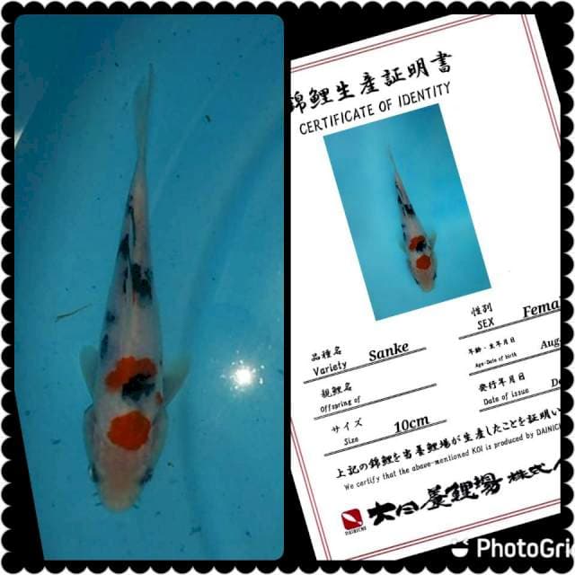Dainichi Sanke
