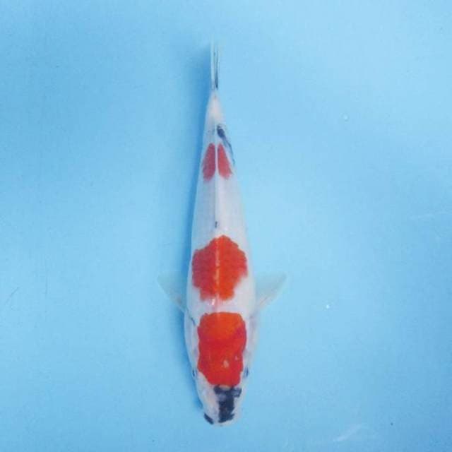 Sanke 25 cm