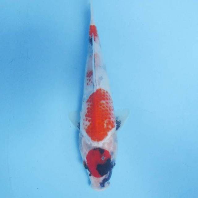 Showa Kanoko 25 cm