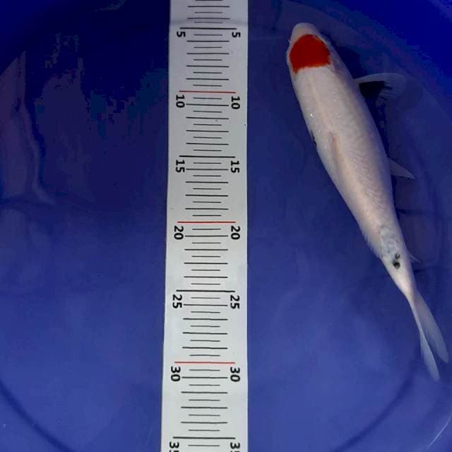 Tancho sanke 27 cm