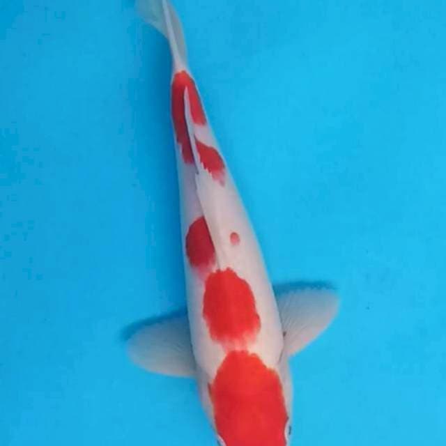 Kohaku strong 30 cm