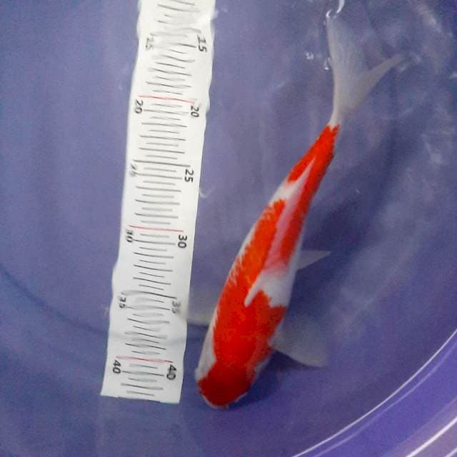 Kohaku