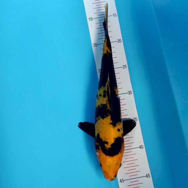 Hi Utsuri 30cm