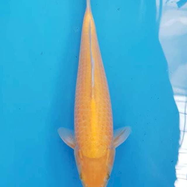 Karashi marudo certy breeder