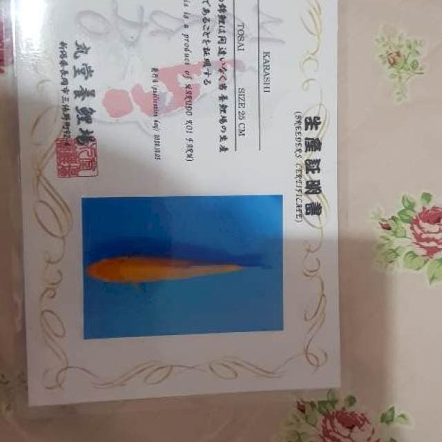 Karashi marudo certy breeder
