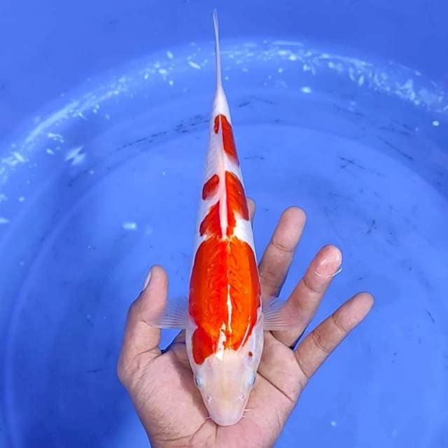 Doitsu aragoke / 27 cm