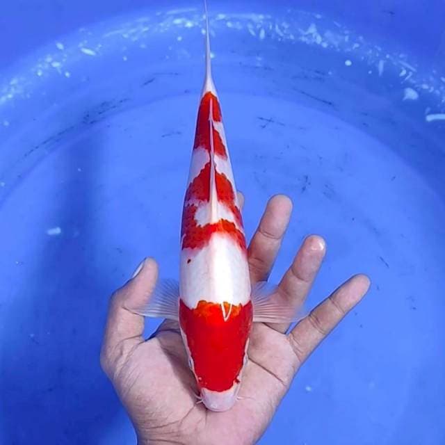Kuhaku jantan / 27 cm