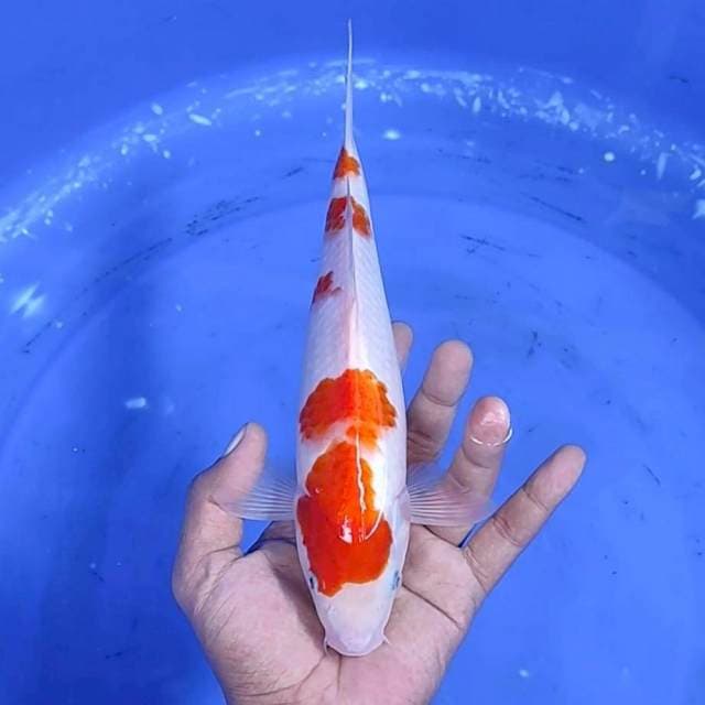 Kuhaku jantan / 26 cm