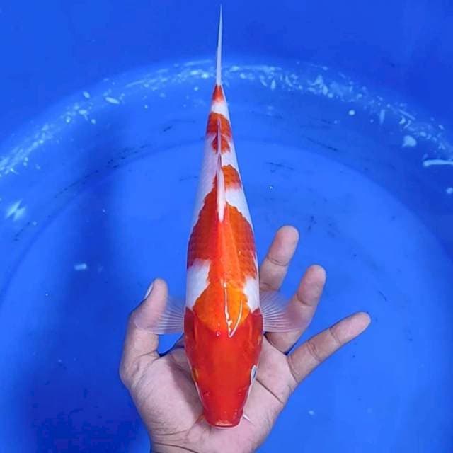 Kuhaku jantan / 31 cm