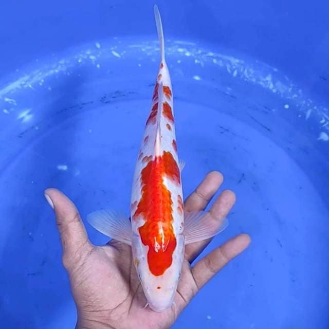 Kuhaku jantan / 30 cm