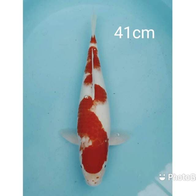 Jumbo kohaku 41cm